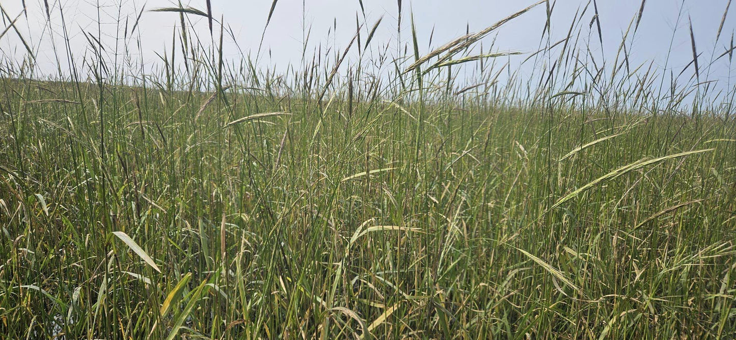 Native Harvested Minnesota Wild Rice - Lake & River, Gluten-Free