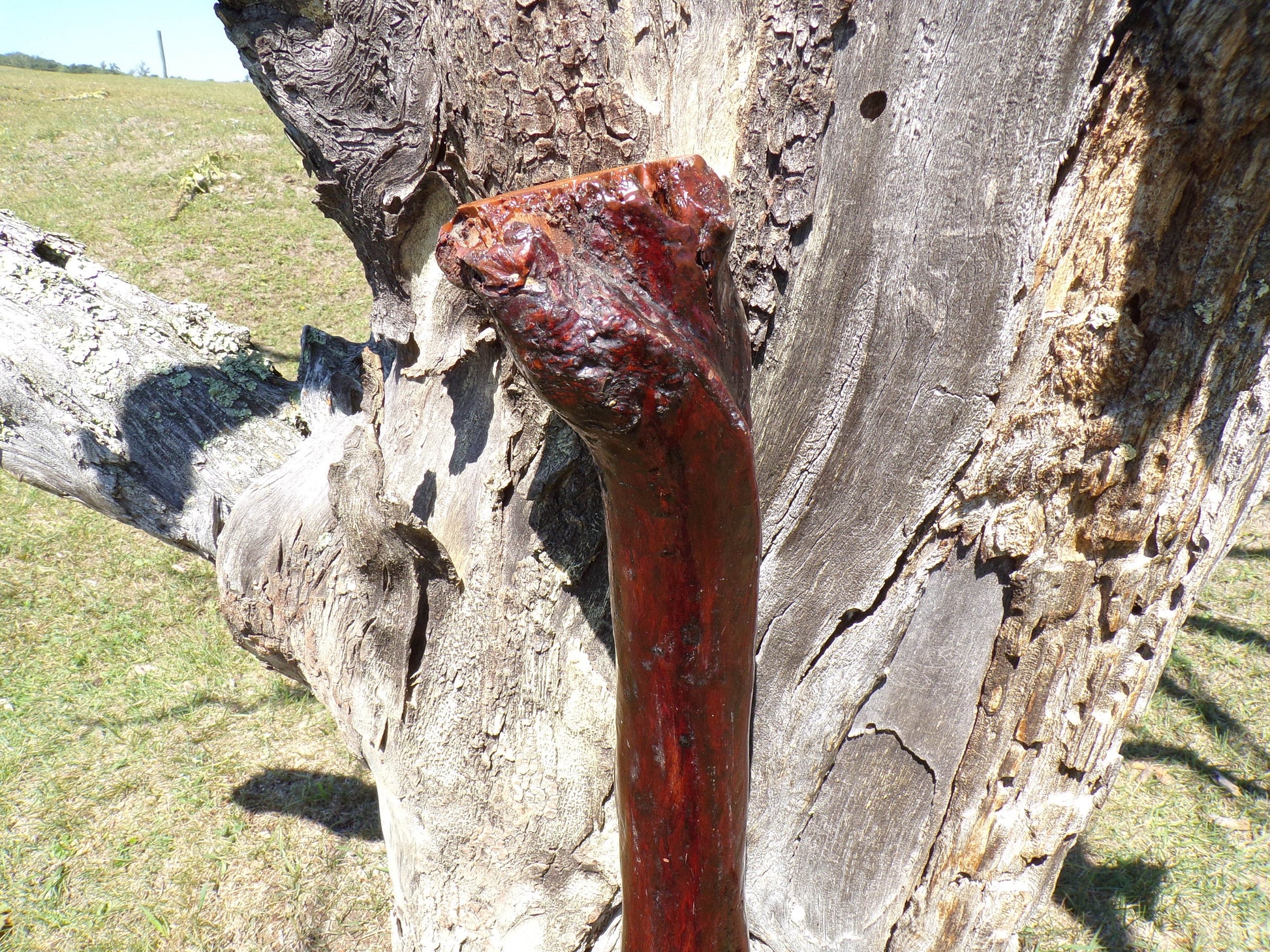 41 Inch Diamond Willow Hiking Staff - Indigenous Carving