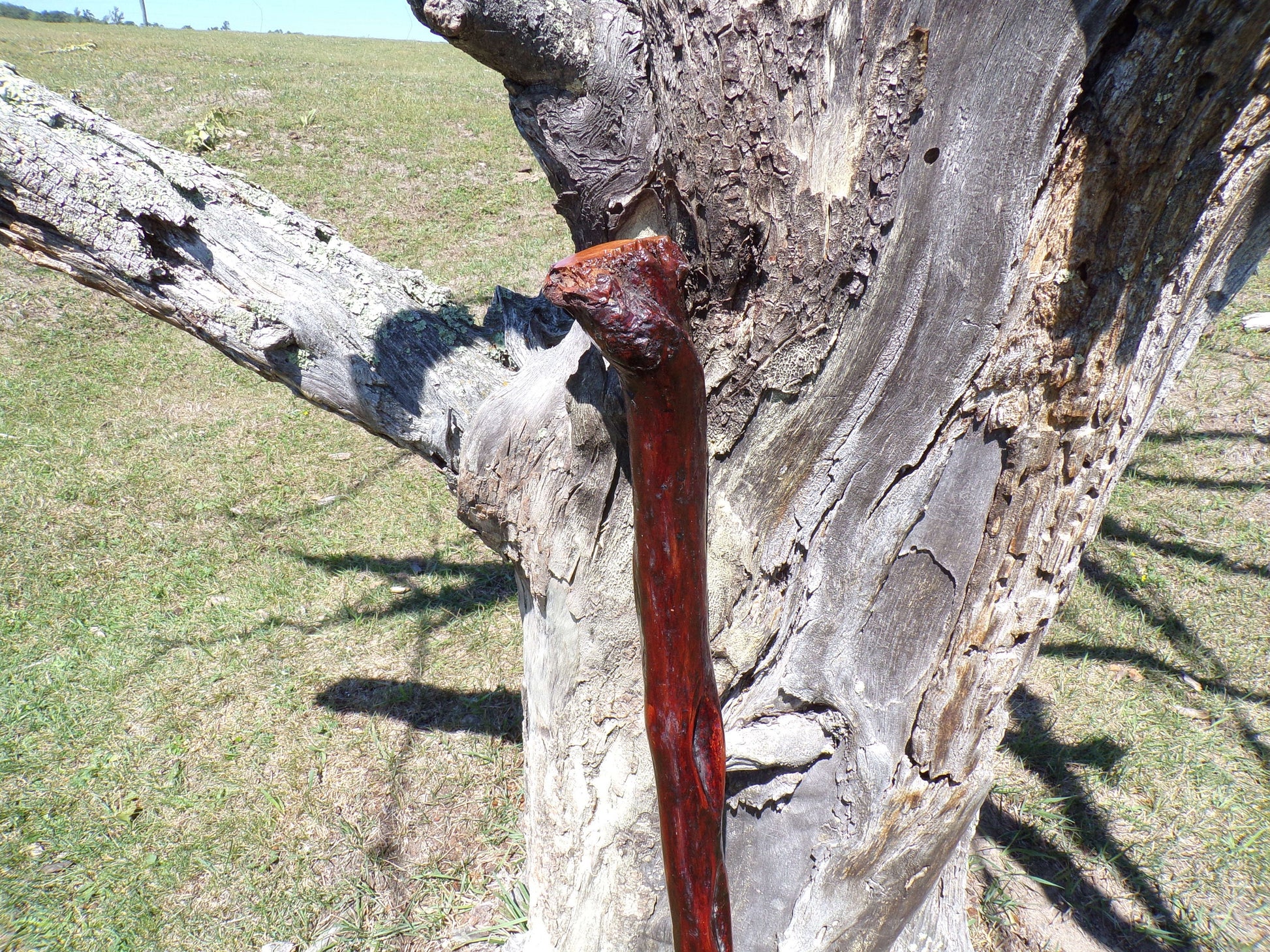 41 Inch Diamond Willow Hiking Staff - Indigenous Carving