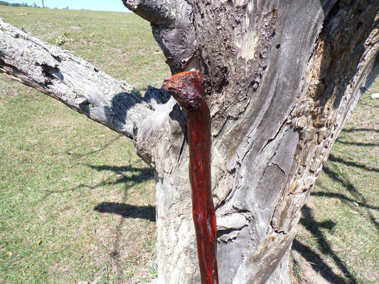 41 Inch Diamond Willow Hiking Staff - Indigenous Carving