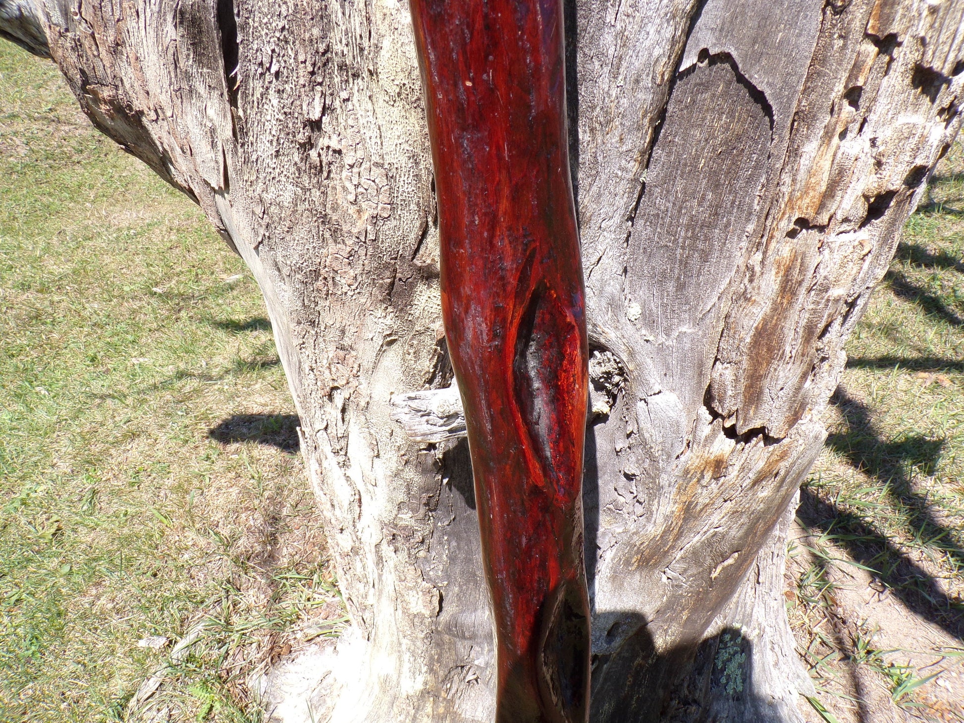 41 Inch Diamond Willow Hiking Staff - Indigenous Carving