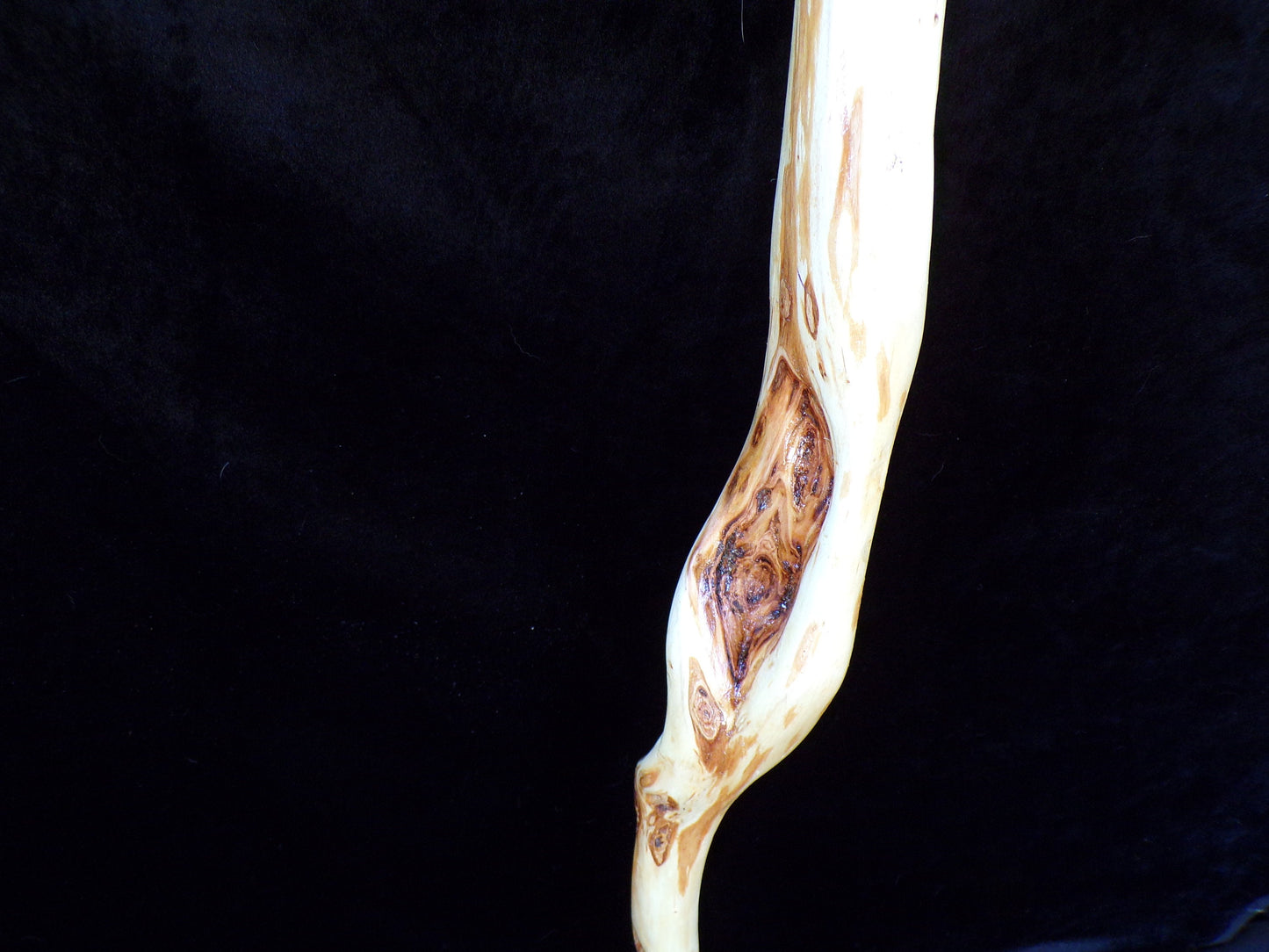 44 Inch Diamond Willow Walking Aid - Ojibwe/Anishinaabe Made