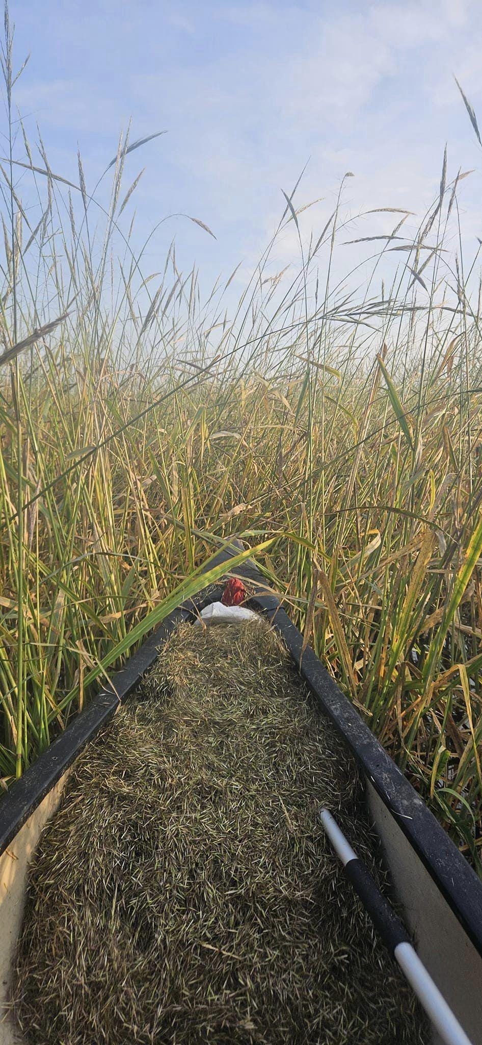 Native Harvested Minnesota Wild Rice - Lake & River, Gluten-Free