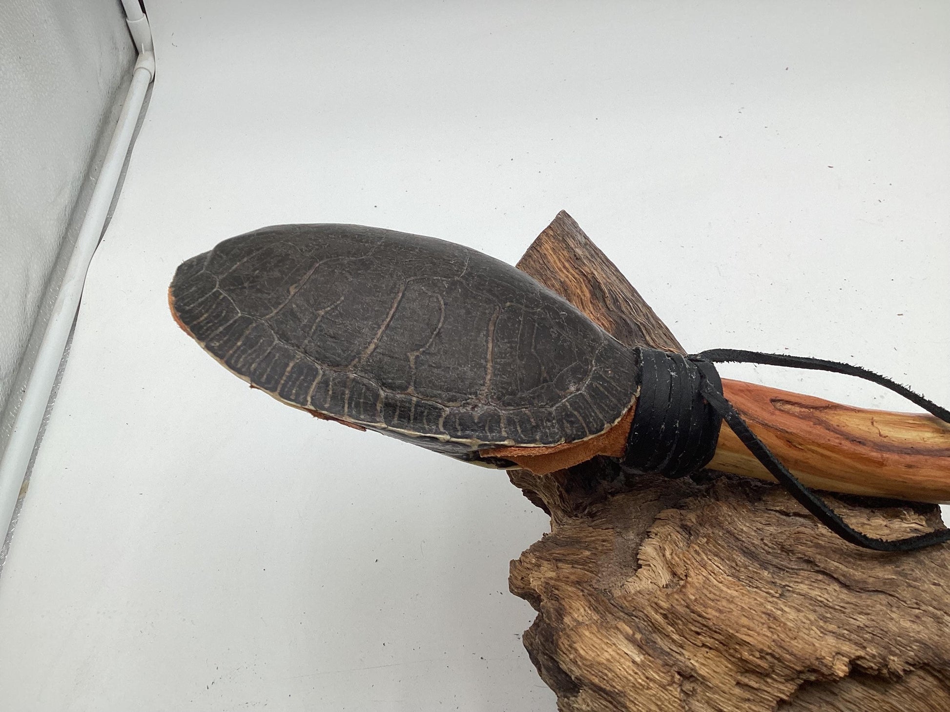 Hand Crafted Turtle Shell Dance Rattle -Ojibwe/Anishinaabe made - Free Shipping