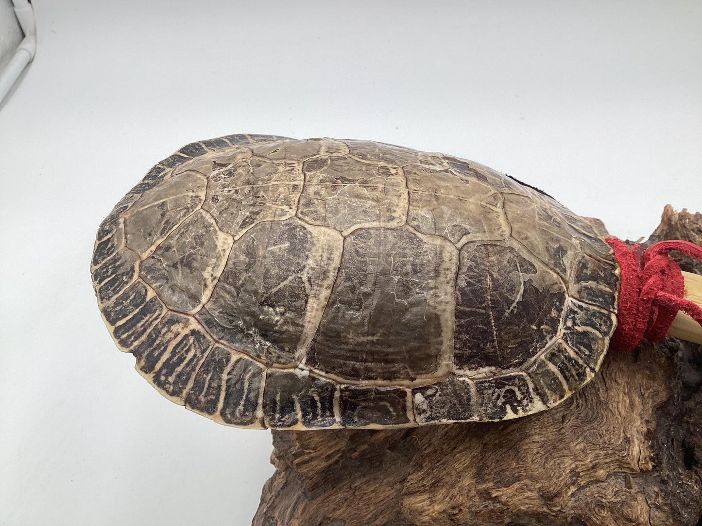 Hand Crafted Turtle Shell Dance Rattle -Ojibwe/Anishinaabe made - Free Shipping
