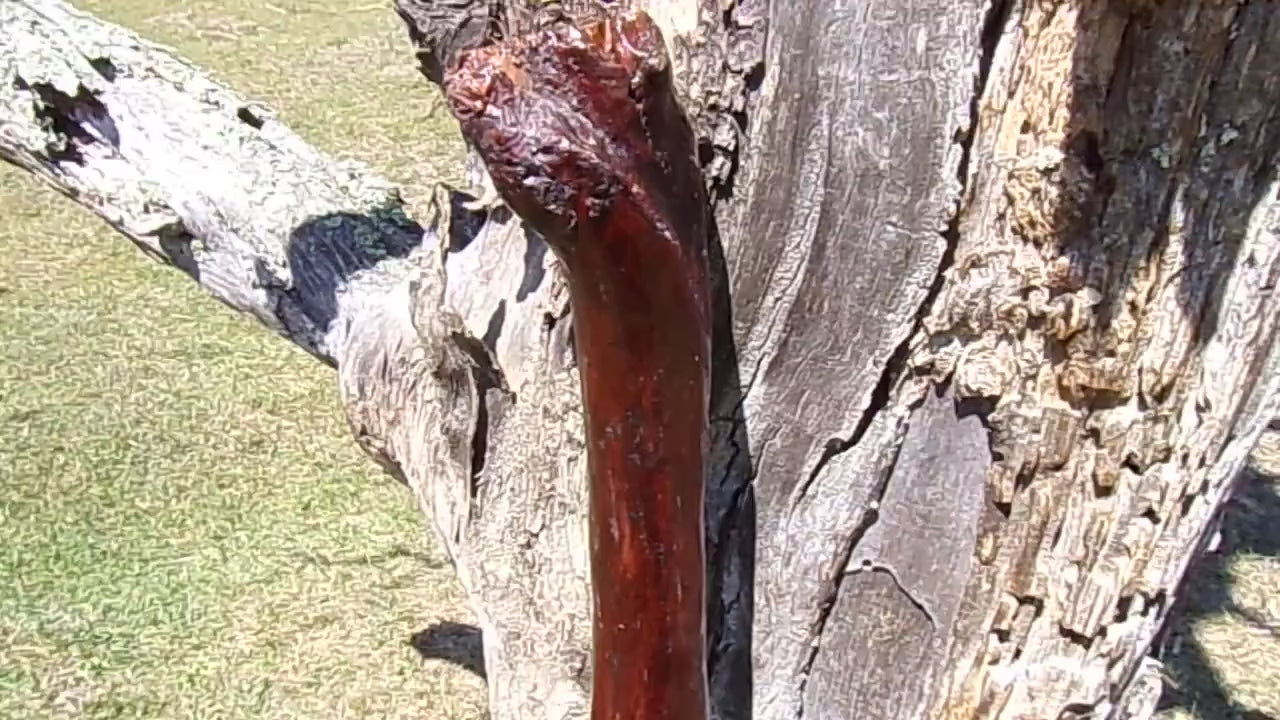 41 Inch Diamond Willow Hiking Staff - Indigenous Carving